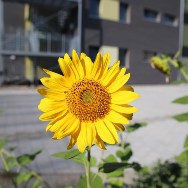 EAG Heinrichsdamm
